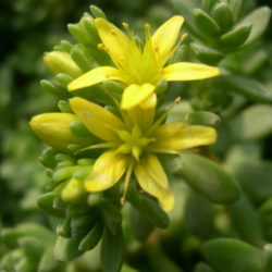 Sedum oaxacanum