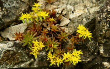 Sedum polytrichoides Sedum polytrichoides
