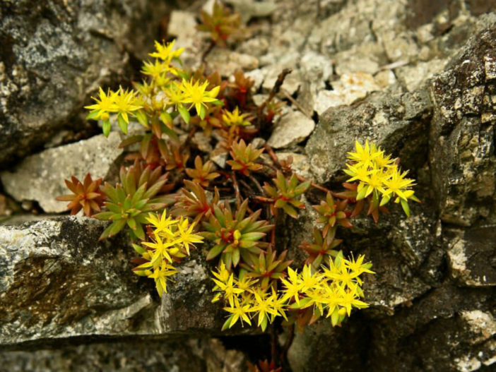 Sedum polytrichoides