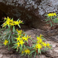 Sedum polytrichoides
