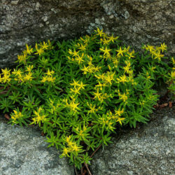 Sedum polytrichoides