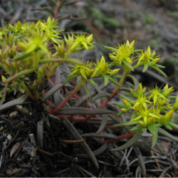 Sedum polytrichoides