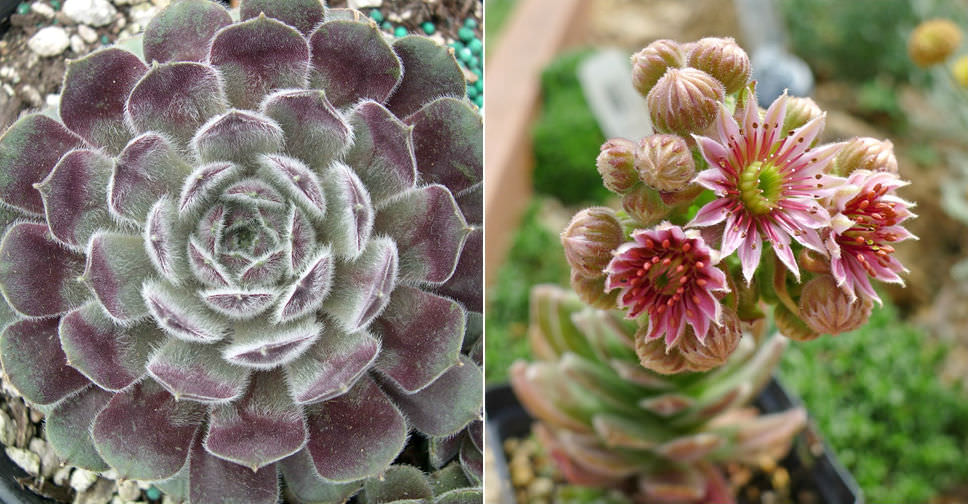 Sempervivum 'Raspberry Ice' - World of Succulents