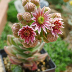 Sempervivum 'Raspberry Ice'