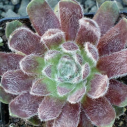 Sempervivum 'Raspberry Ice'