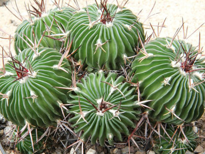 Care Stenocactus