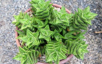 How to Grow and Care for a Tiger Tooth Aloe Tiger Tooth Aloe