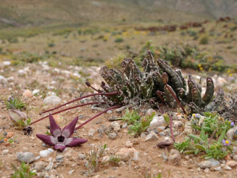 Tridentea longipes