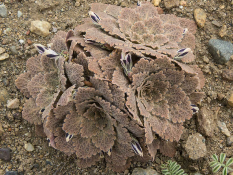 Viola volcanica (Volcanic Violet)