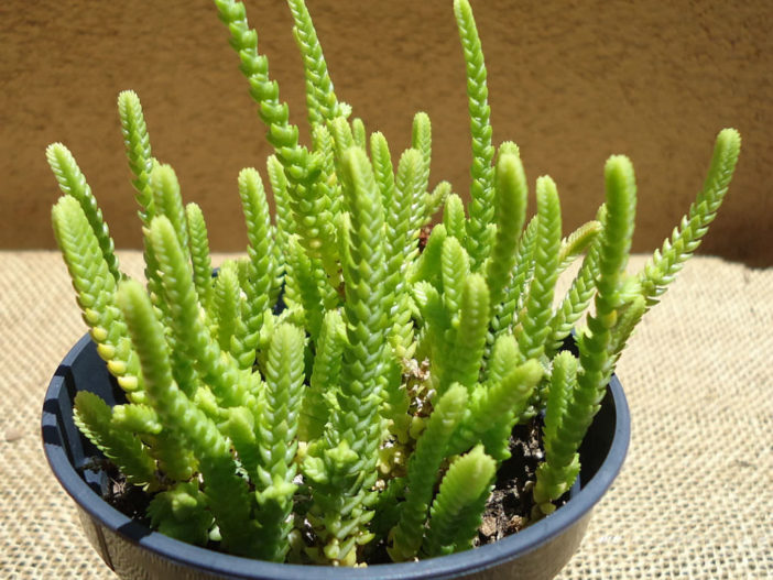 Watch Chain (Crassula muscosa)