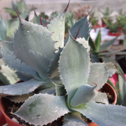 Agave potatorum 'Cameron Blue' (Butterfly Agave)