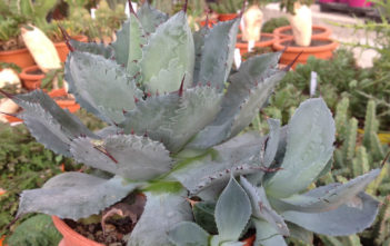 Agave potatorum 'Cameron Blue' (Butterfly Agave) Agave potatorum 'Cameron Blue' (Butterfly Agave)