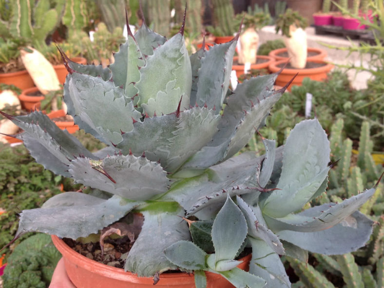 Agave potatorum 'Cameron Blue' (Butterfly Agave)