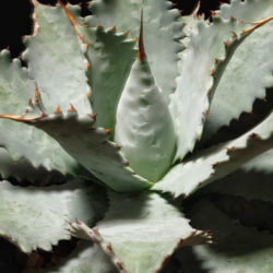 Agave potatorum 'Cameron Blue' (Butterfly Agave)