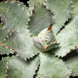 Agave potatorum 'Cameron Blue' (Butterfly Agave)