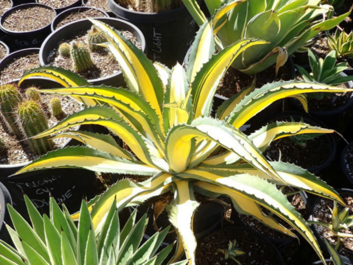 Agave salmiana var. ferox 'Medio Picta'