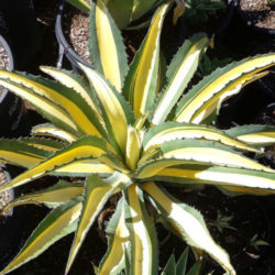 Agave salmiana var. ferox 'Medio Picta'