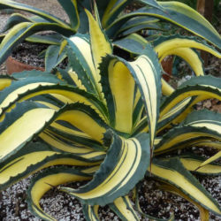 Agave salmiana var. ferox 'Medio Picta'