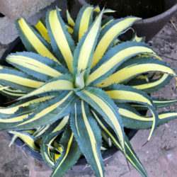 Agave salmiana var. ferox 'Medio Picta'