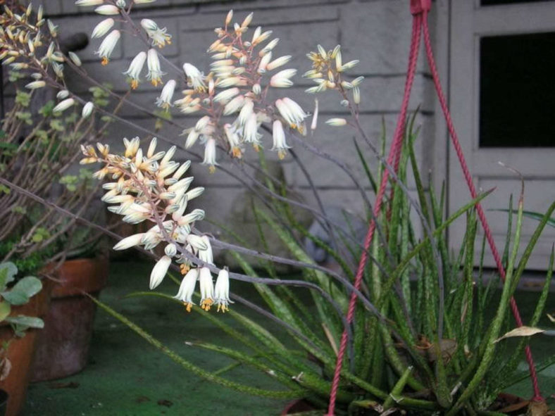 Aloe albiflora