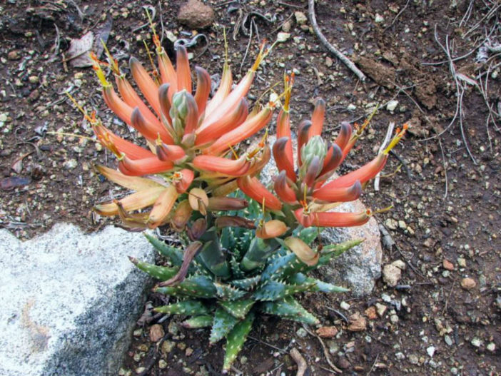 Aloe longistyla (Karoo Aloe)