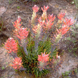 Aloe longistyla (Karoo Aloe)