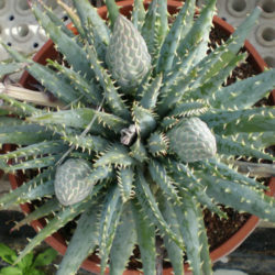 Aloe longistyla (Karoo Aloe)