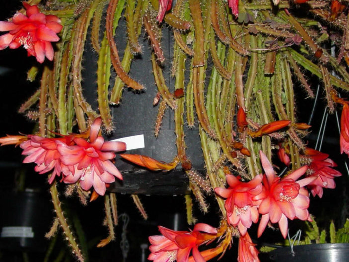 Aporophyllum 'Edna Bellamy'