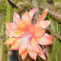 Aporophyllum 'Edna Bellamy'