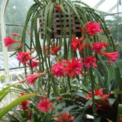 Aporophyllum 'Edna Bellamy'