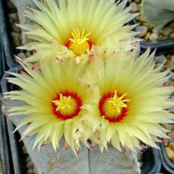Astrophytum coahuilense (Bishop's Cap)