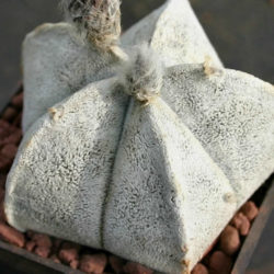 Astrophytum coahuilense (Bishop's Cap)