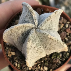 Astrophytum coahuilense (Bishop's Cap)