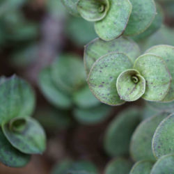 Callisia repens (Turtle Vine)