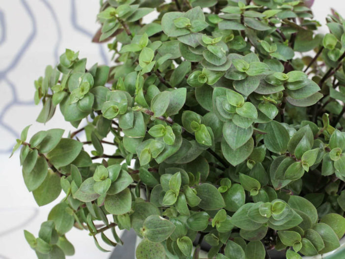 Callisia repens (Turtle Vine) | World of Succulents