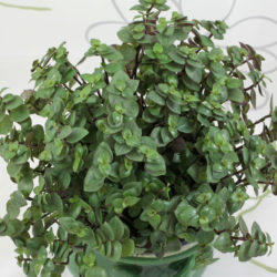 Callisia repens (Turtle Vine)