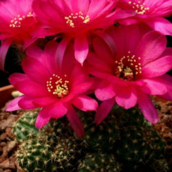 Echinopsis 'Violet' (Peanut Cactus) aka Echinopsis chamaecereus 'Violet' or ×Chamaelobivia 'Violet'