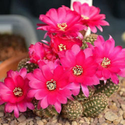 Echinopsis 'Violet' (Peanut Cactus) aka Echinopsis chamaecereus 'Violet' or ×Chamaelobivia 'Violet'