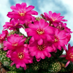 Echinopsis 'Violet' (Peanut Cactus) aka Echinopsis chamaecereus 'Violet' or ×Chamaelobivia 'Violet'