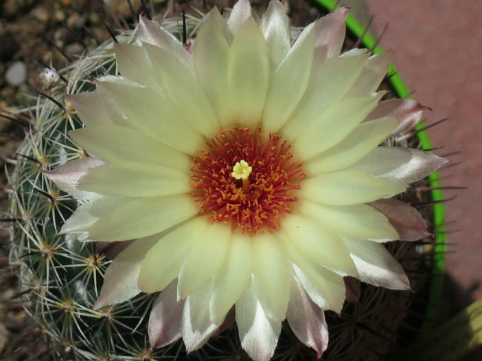 Coryphantha cornifera (Rhinoceros Cactus)