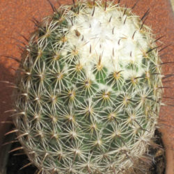 Coryphantha cornifera (Rhinoceros Cactus)