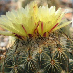 Coryphantha cornifera (Rhinoceros Cactus)