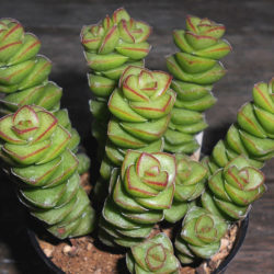 Crassula 'Jade Necklace' - World of Succulents