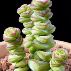 Crassula 'Jade Necklace'