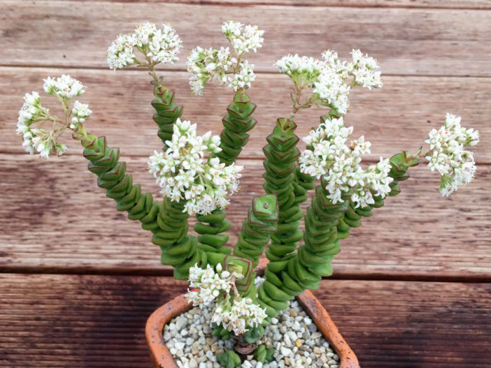 Crassula 'Jade Necklace'