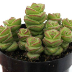 Crassula 'Jade Necklace' - World of Succulents