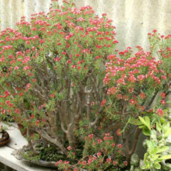 Crassula sarcocaulis 'Ken Aslet' (Ken Aslet Bonsai Crassula)