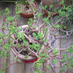 Crassula sarcocaulis 'Ken Aslet' (Ken Aslet Bonsai Crassula)