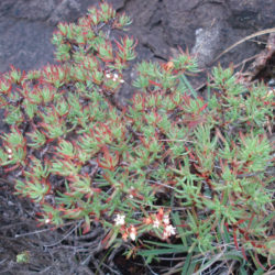 Crassula sarcocaulis subsp. rupicola (Bonsai Crassula)