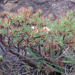 Crassula sarcocaulis subsp. rupicola (Bonsai Crassula)